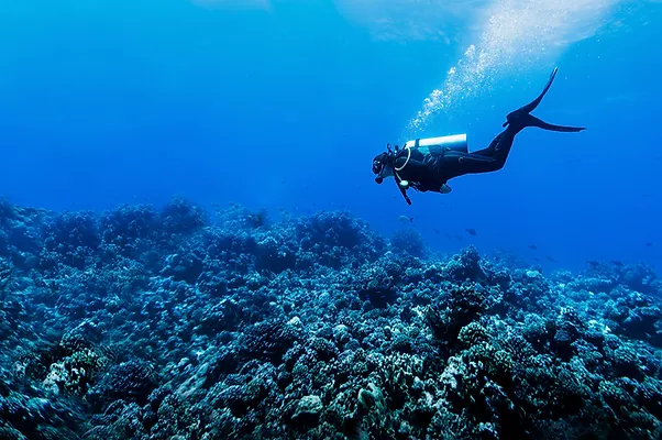 Taucher in Reef.jpg